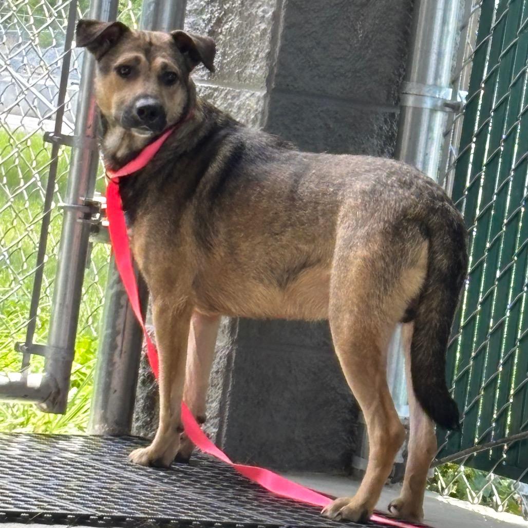 Enlarge Porky, a Adoptable mixed breed in Galax, VA image 4/4