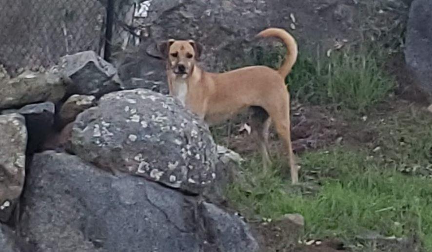Taco, a Adoptable Whippet in Escondido, CA image 2/6