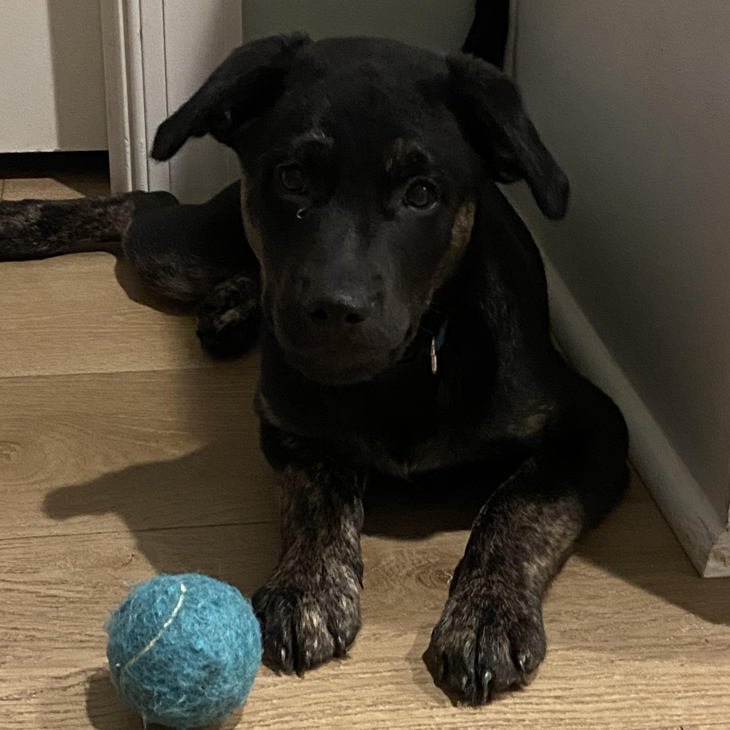 Enlarge Gene, a Adoptable mixed breed in Calabash, NC image 2/5