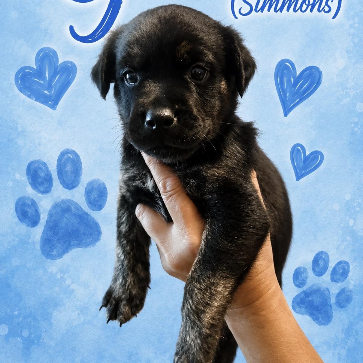 Gene, a ADOPTABLE mixed breed in Calabash, NC image 2/3