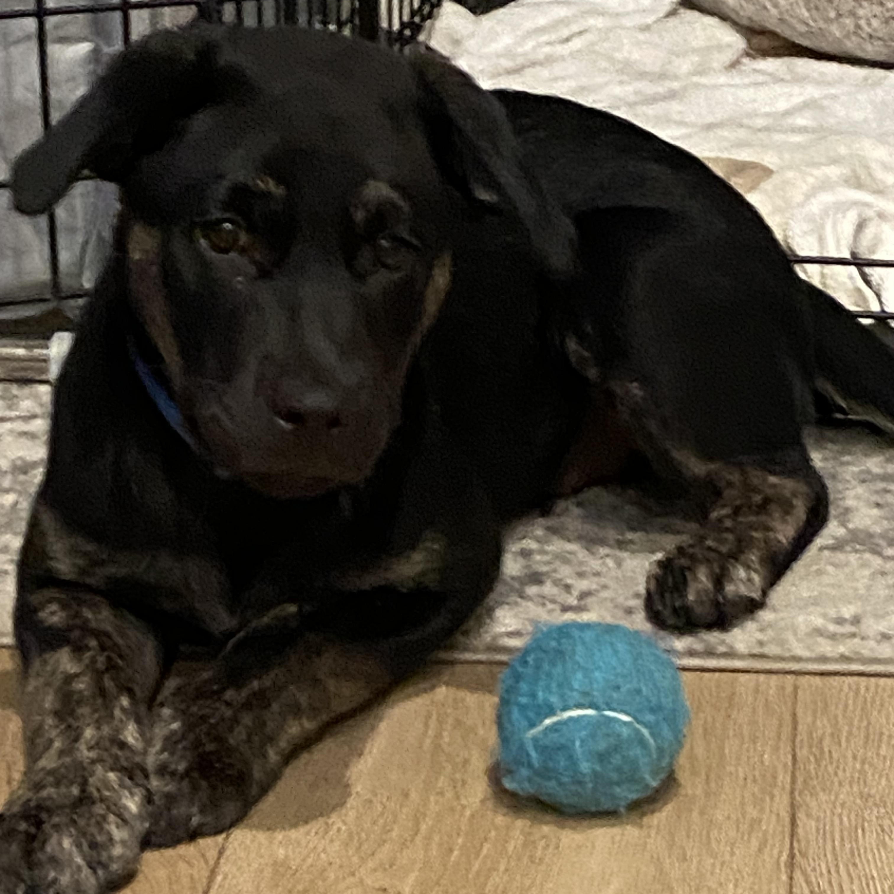 Gene, Adoptable, Young Male Hound.