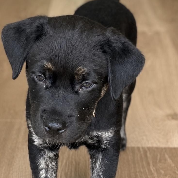 Gene, ADOPTABLE, Young Male Hound.