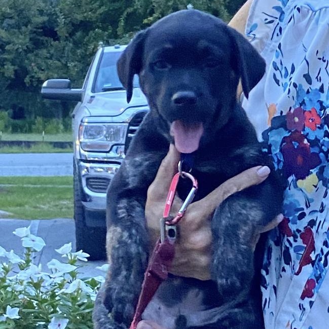 Enlarge Gene, a Adoptable mixed breed in Calabash, NC image 4/5