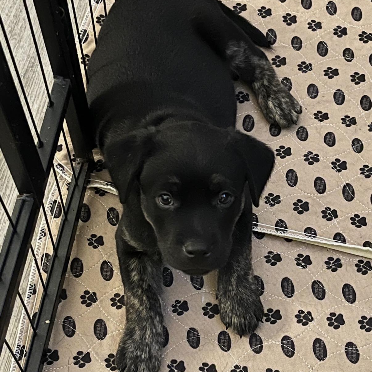 Gene, ADOPTABLE, Young Male Hound.
