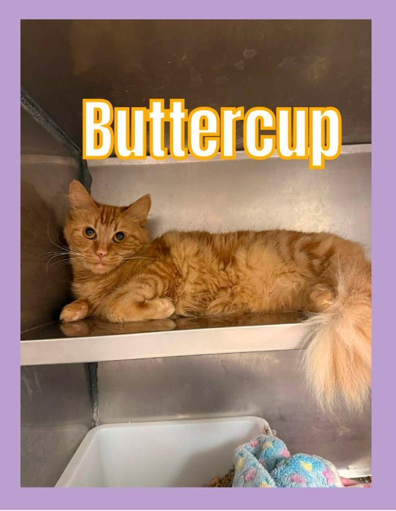 Buttercup, Adoptable, Young Female Domestic Long Hair.