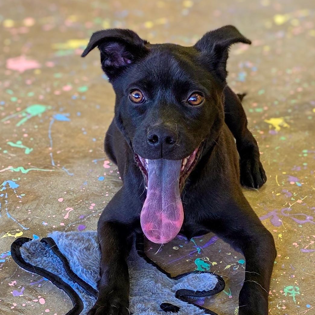 Kubota, Adoptable, Puppy Male Pit Bull Terrier.