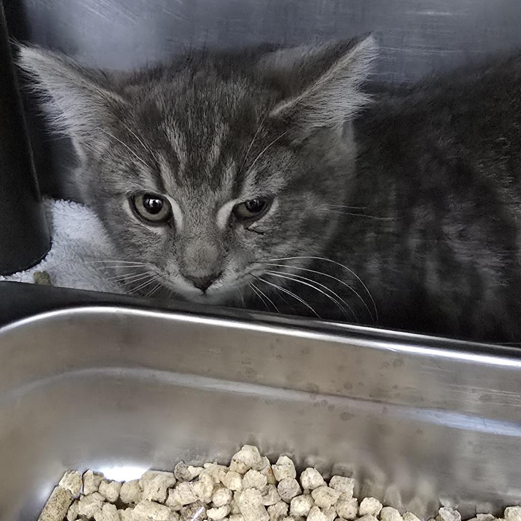 Enlarge Barney 26-0051, a Adoptable Domestic Medium Hair in Yanceyville, NC image 2/2