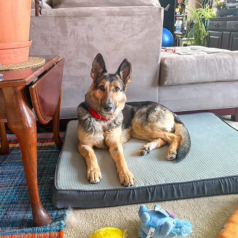 Klara, a ADOPTABLE German Shepherd Dog in Millburn, NJ image 4/6
