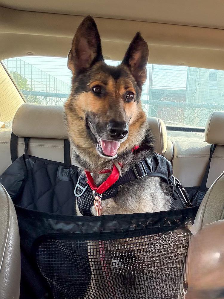 Klara, a ADOPTABLE German Shepherd Dog in Millburn, NJ image 2/6