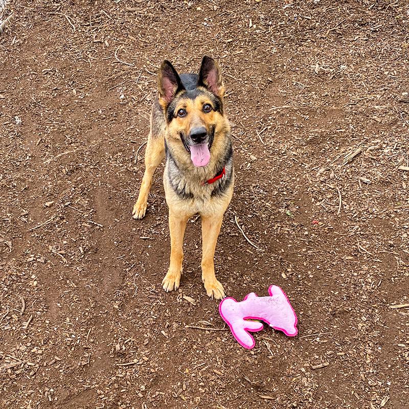 Klara, a ADOPTABLE German Shepherd Dog in Millburn, NJ image 5/6