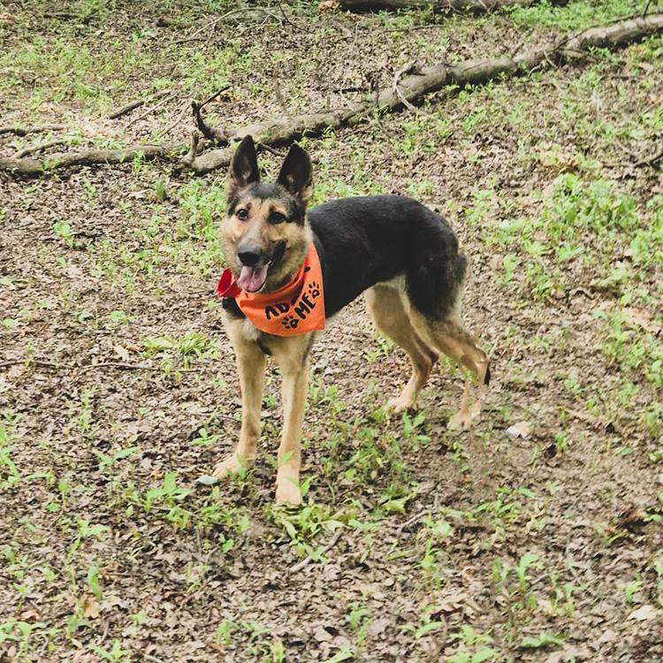 Klara, a ADOPTABLE German Shepherd Dog in Millburn, NJ image 3/6