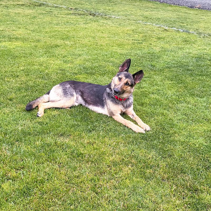 Klara, ADOPTABLE, Young Female German Shepherd Dog.