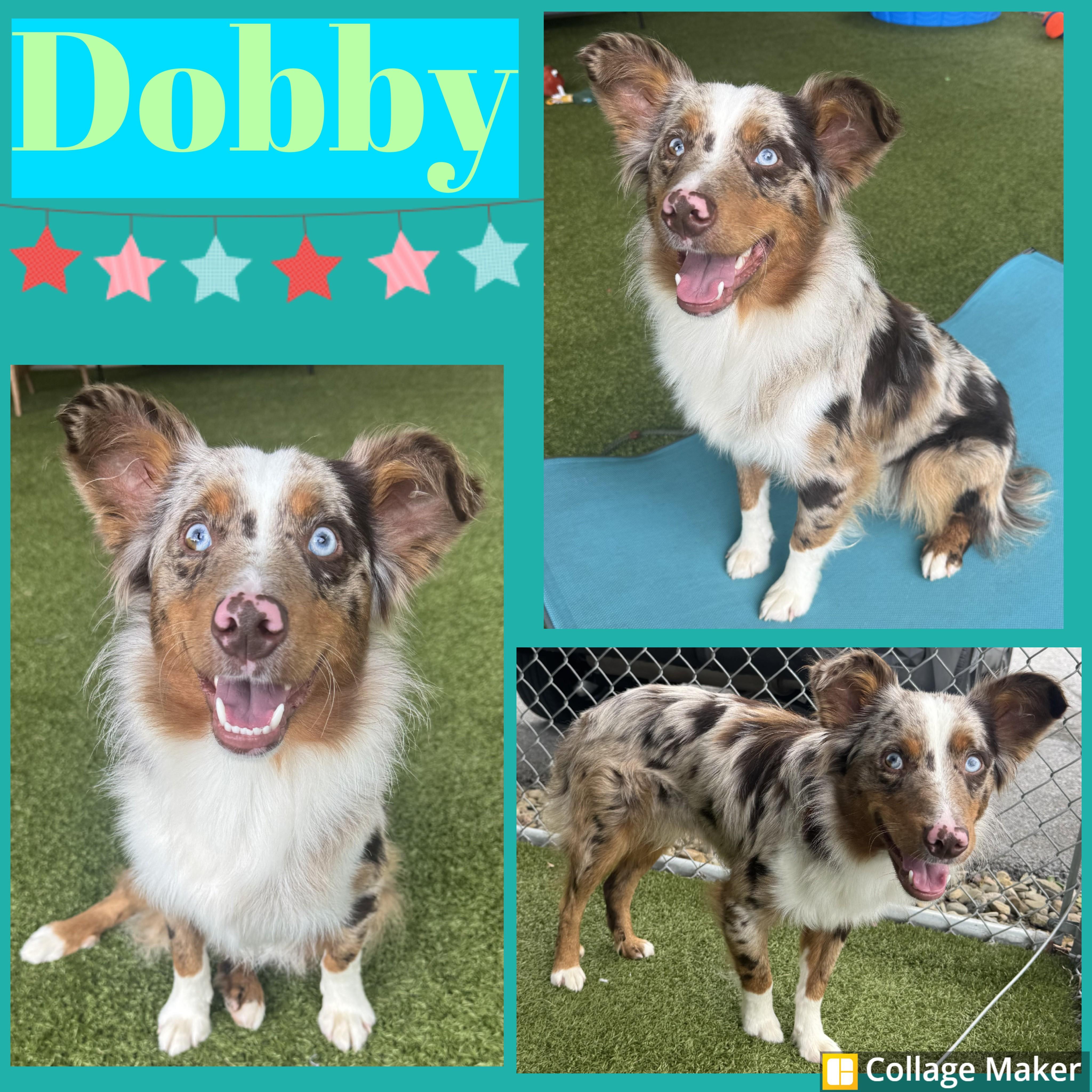 Enlarge Dobby, a ADOPTABLE mixed breed in Clearfield, PA image 1/1
