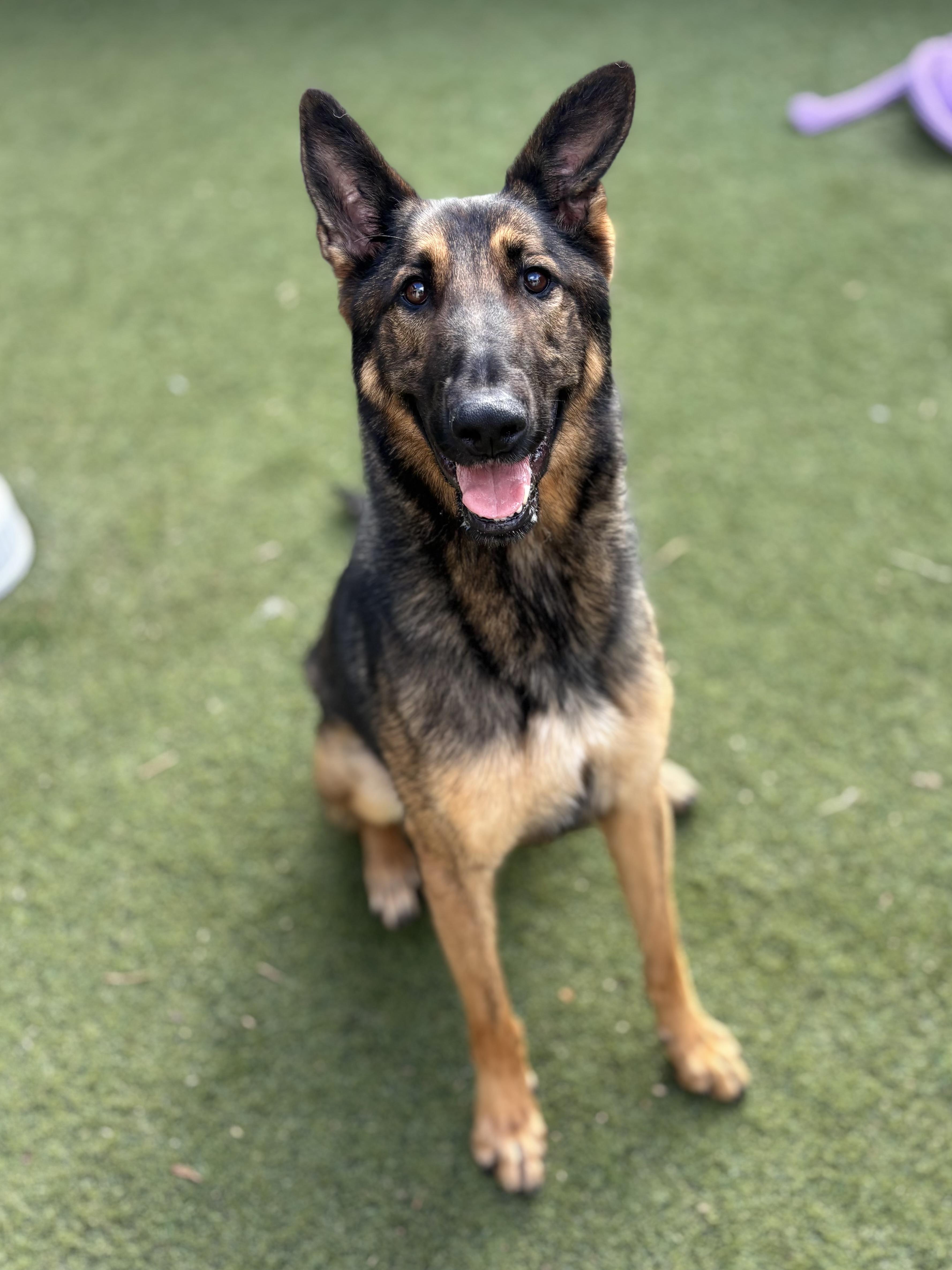 Enlarge Cherry, a Adoptable mixed breed in Beverly Hills, CA image 1/3