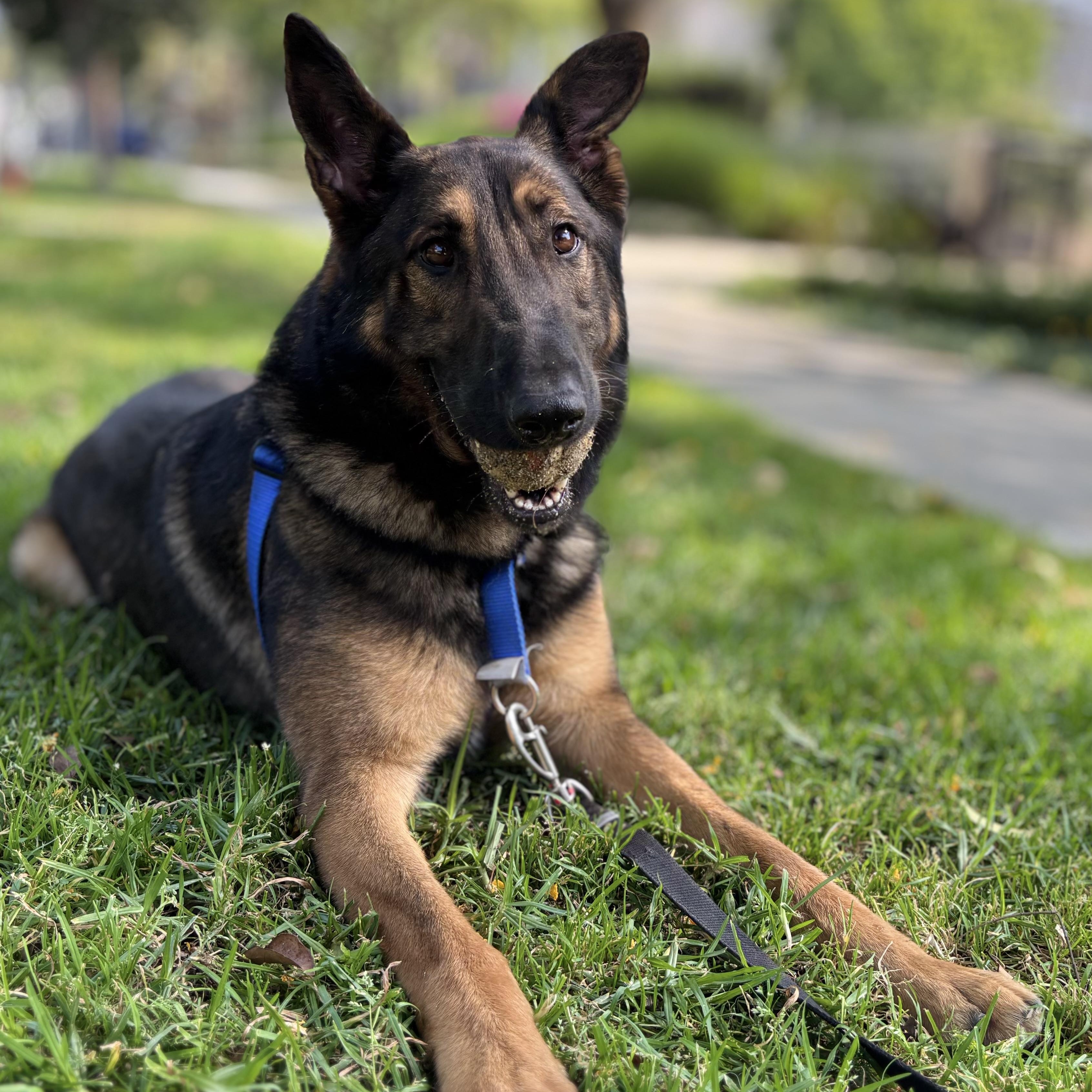 Enlarge Cherry, a Adoptable mixed breed in Beverly Hills, CA image 1/2
