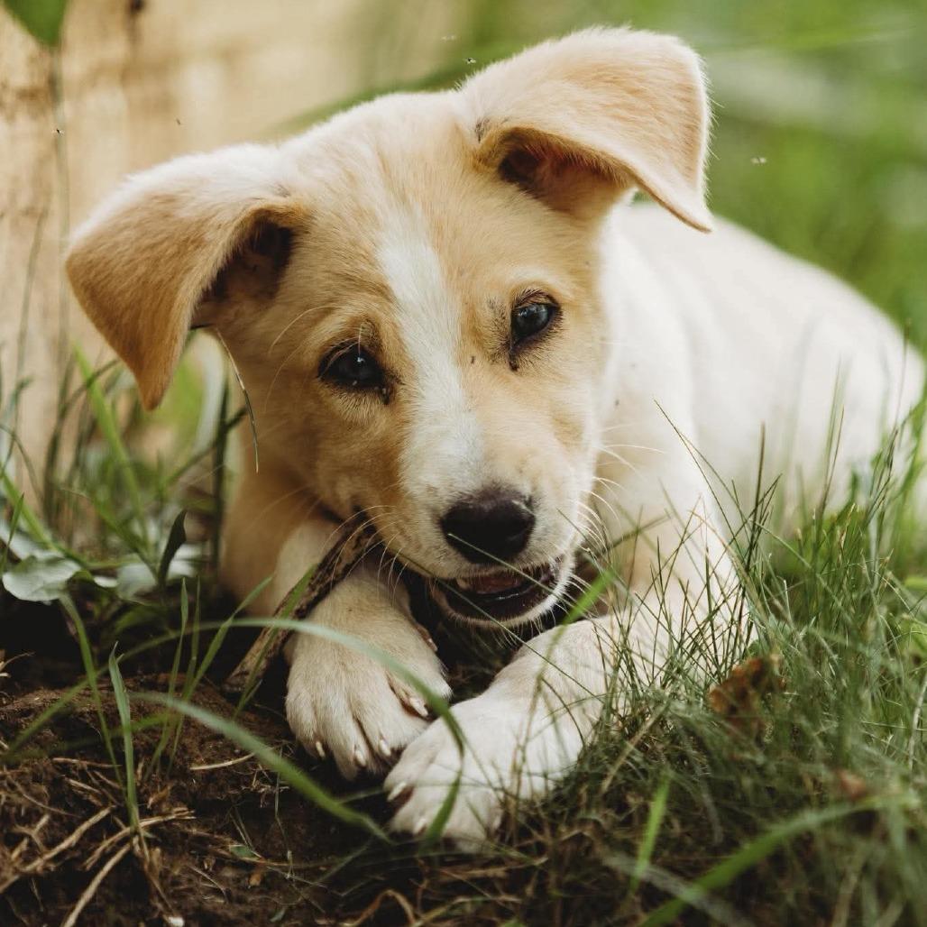 Apple, Adoptable, Puppy Female German Shepherd Dog & Mixed Breed.