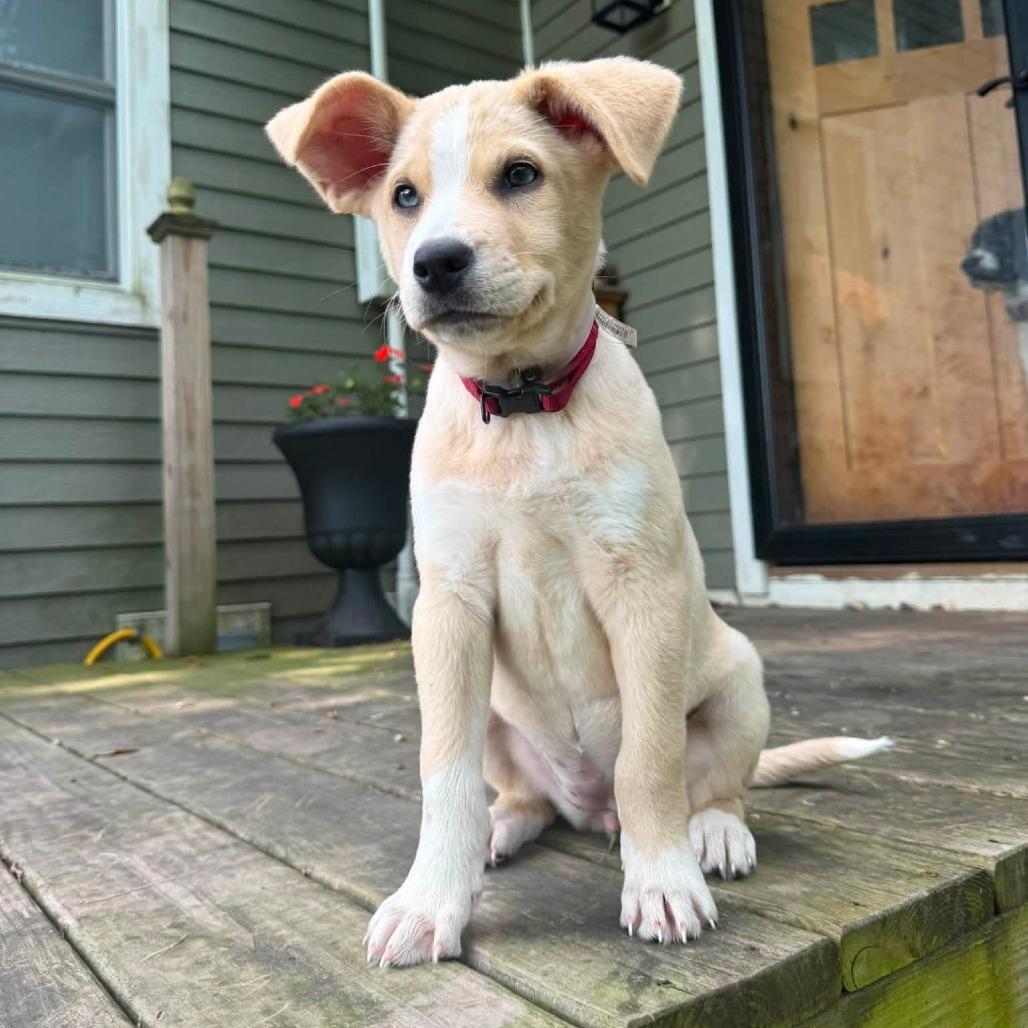Enlarge Apple, a Adoptable mixed breed in Tomah, WI image 2/6