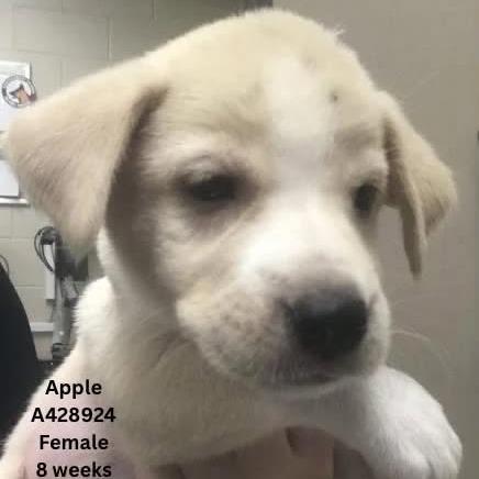 Enlarge Apple, a Adoptable mixed breed in Tomah, WI image 3/6