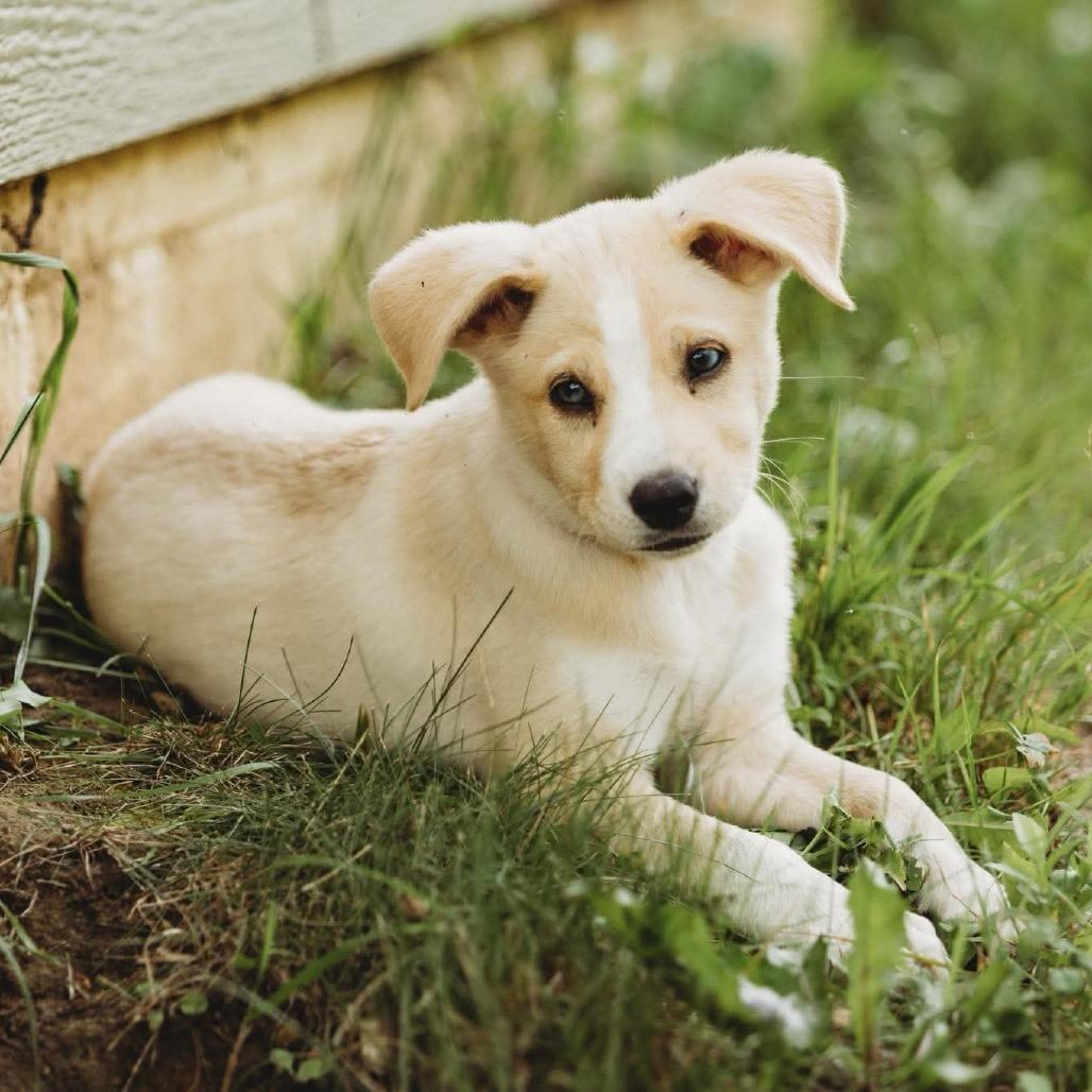 Enlarge Apple, a Adoptable mixed breed in Tomah, WI image 4/6