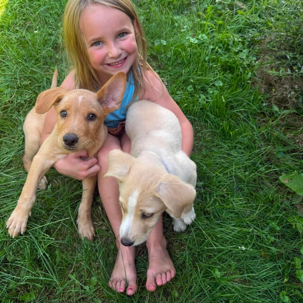 Enlarge Apple, a Adoptable mixed breed in Tomah, WI image 5/6