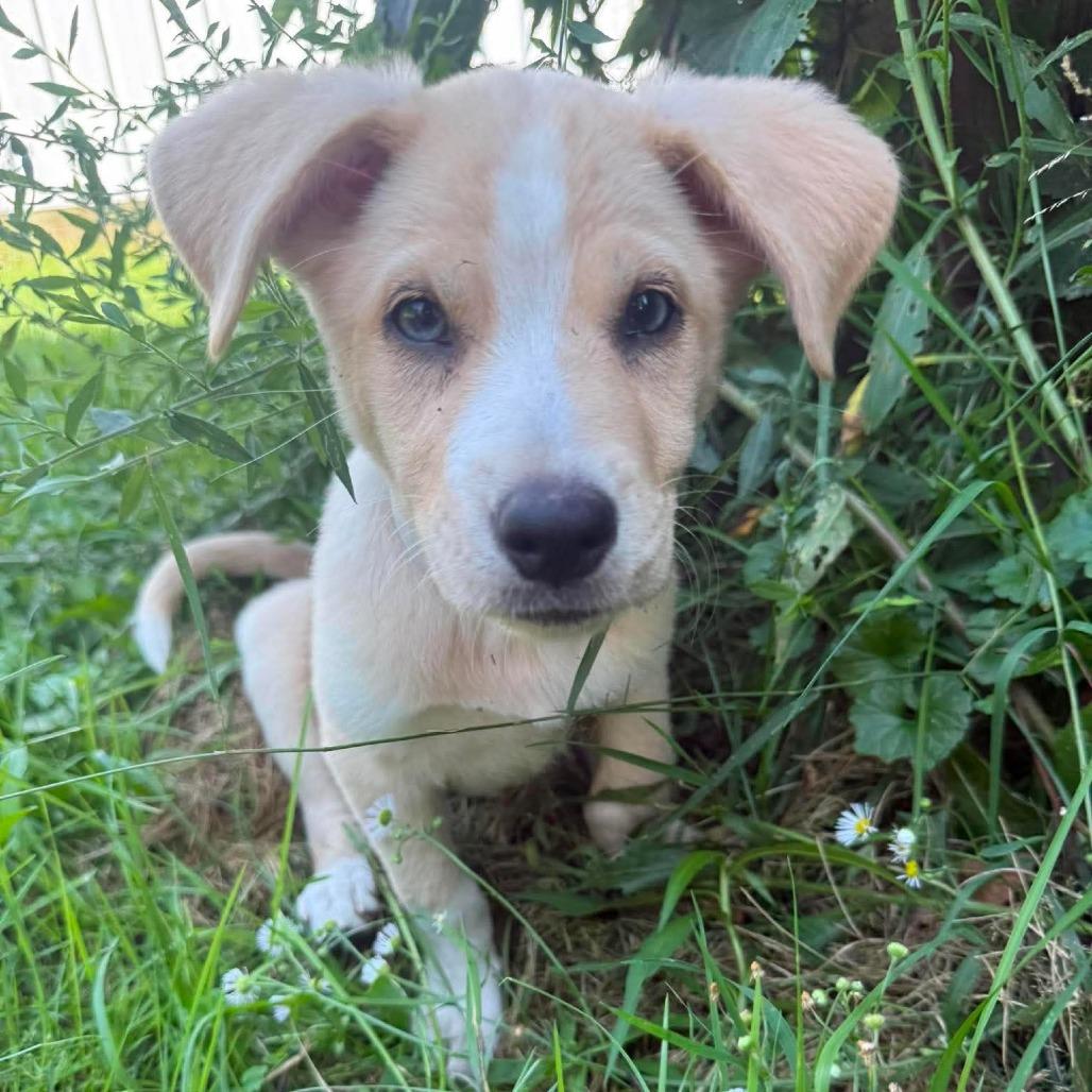 Enlarge Apple, a Adoptable mixed breed in Tomah, WI image 6/6