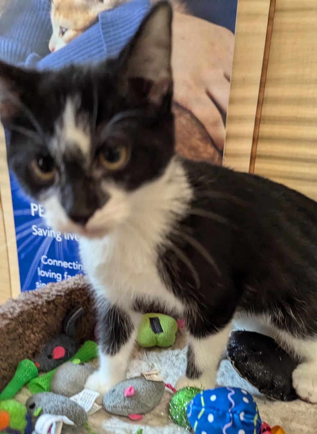 Meebles, a Adoptable Domestic Short Hair in Noblesville, IN image 1/5