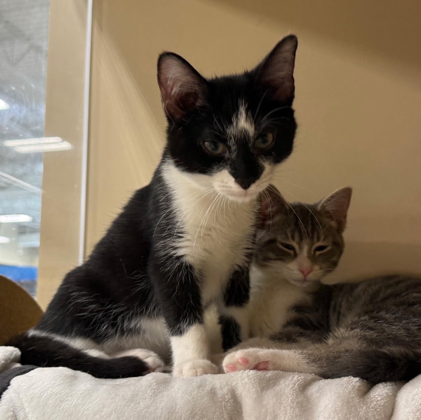 Meebles, a Adoptable Domestic Short Hair in Noblesville, IN image 2/5