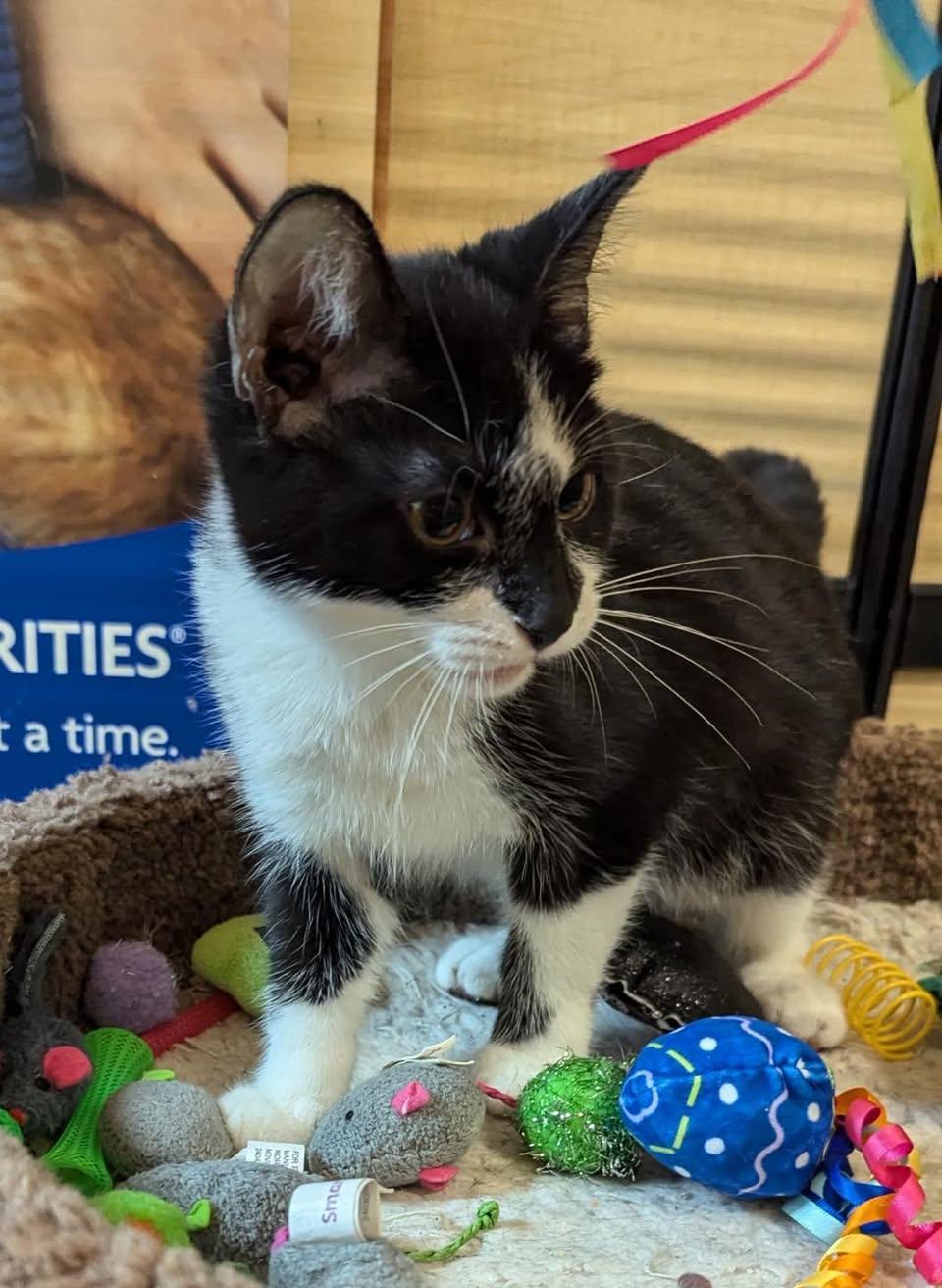 Meebles, a Adoptable Domestic Short Hair in Noblesville, IN image 3/5