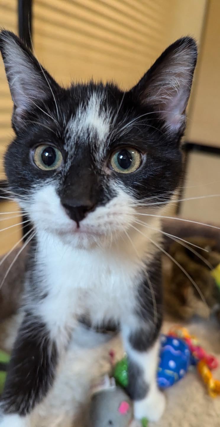 Meebles, a Adoptable Domestic Short Hair in Noblesville, IN image 5/5