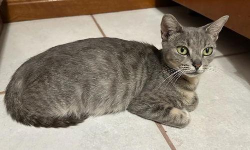 Molly Grace - PetsmartPlantationFosterHome, Adoptable, Young Female Domestic Short Hair.