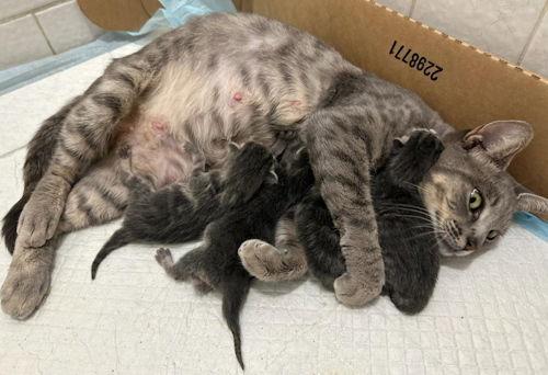 Molly Grace - PetsmartPlantationFosterHome, a Adoptable Domestic Short Hair in Oakland Park, FL image 2/3