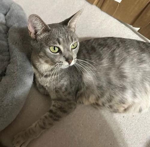 Molly Grace - PetsmartPlantationFosterHome, a Adoptable Domestic Short Hair in Oakland Park, FL image 3/3