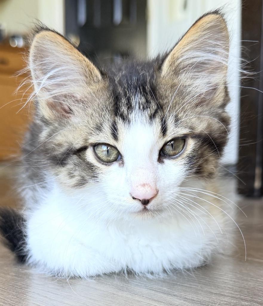 Max (green collar), Adoptable, Kitten Male Domestic Short Hair.