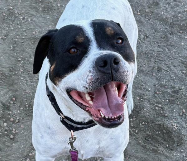 Maggie, Adoptable, Adult Female Mastiff & American Bulldog.