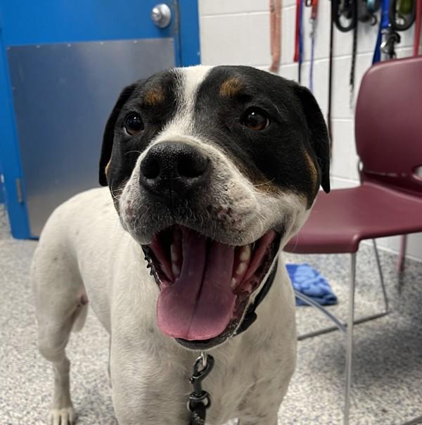 Maggie, a Adoptable mixed breed in Golden, CO image 2/3