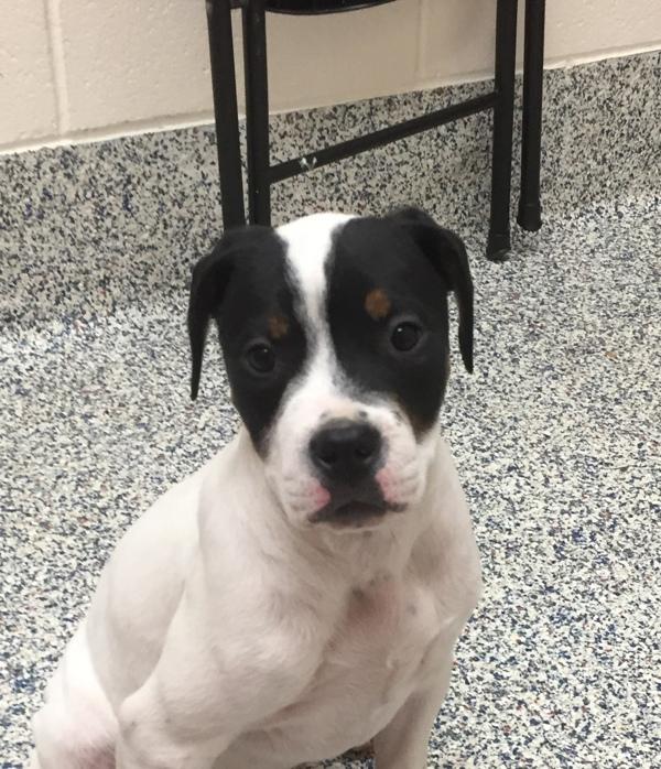 Maggie, a Adoptable mixed breed in Golden, CO image 3/3