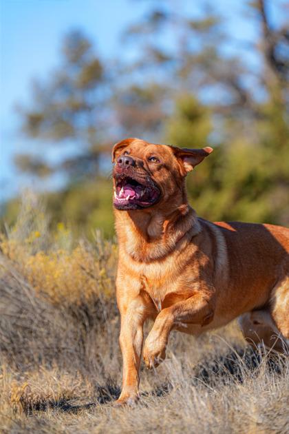 Kodi, Adoptable, Young Male German Shepherd Dog & Mastiff.