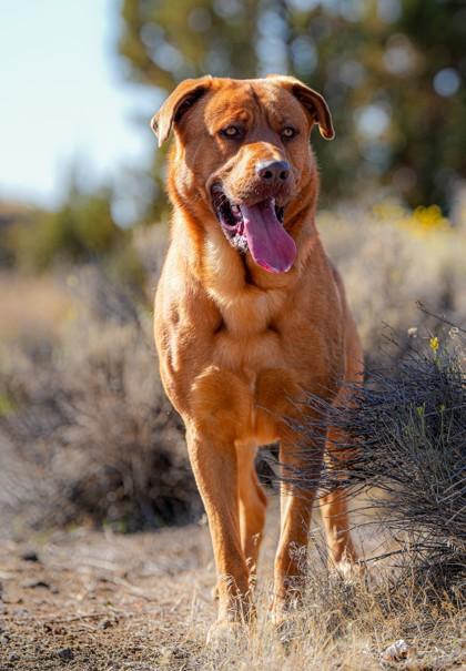 Enlarge Kodi, a Adoptable mixed breed in Redmond, OR image 2/3