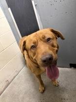 Enlarge Kodi, a ADOPTABLE mixed breed in Redmond, OR image 1/1