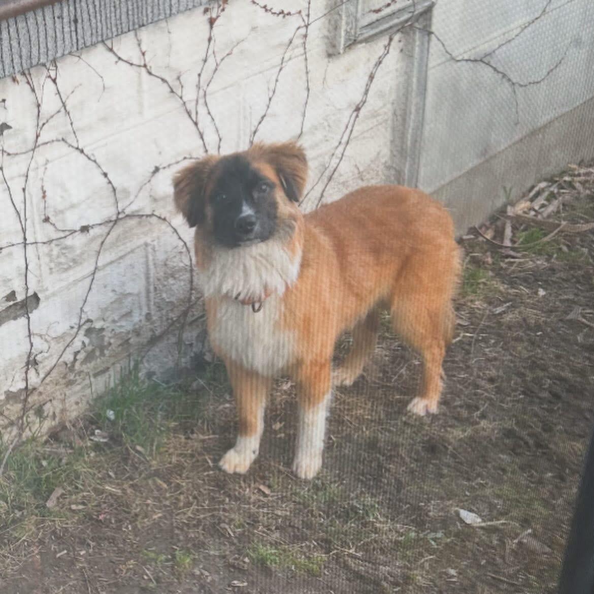 Garcia, a ADOPTABLE mixed breed in West Falls, NY image 3/4