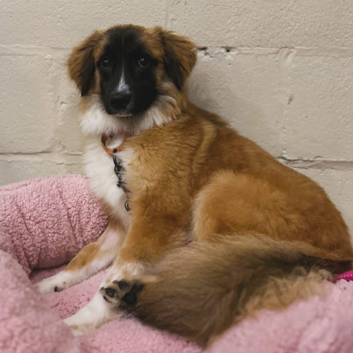 Garcia, ADOPTABLE, Puppy Male Shetland Sheepdog / Sheltie & Collie.
