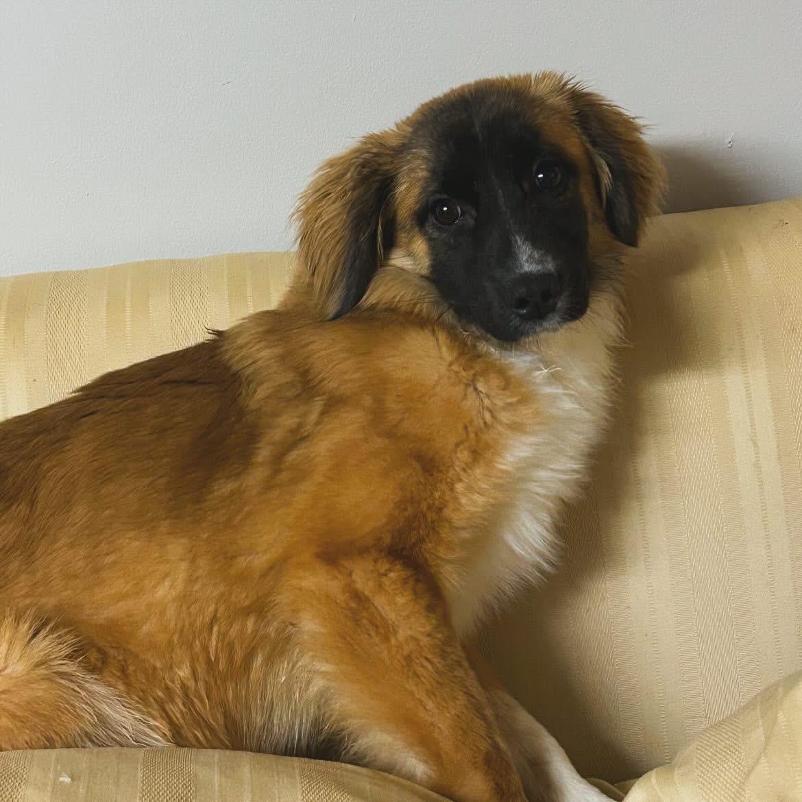Garcia, a ADOPTABLE mixed breed in West Falls, NY image 2/4