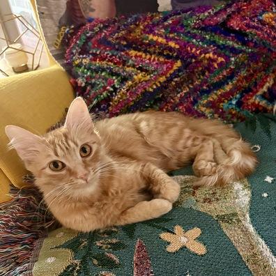 Gigi, Adoptable, Young Female Domestic Medium Hair.