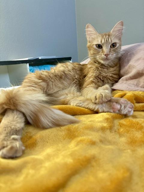 Enlarge Gigi, a Adoptable Domestic Medium Hair in Portland, OR image 4/5