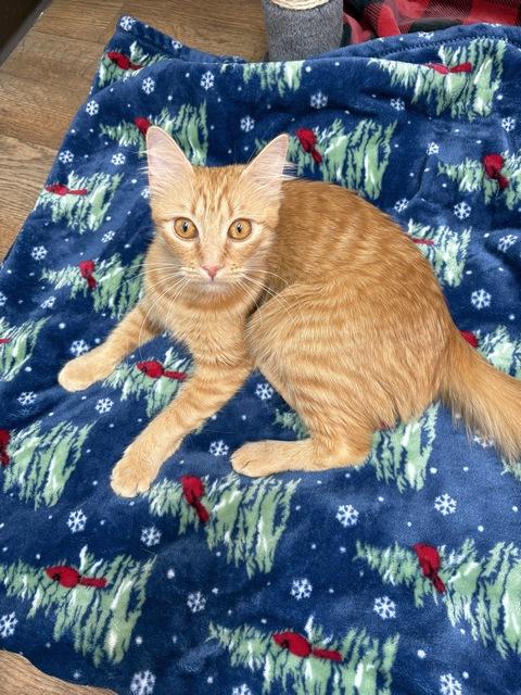 Gigi, a Adoptable Domestic Medium Hair in Portland, OR image 3/5