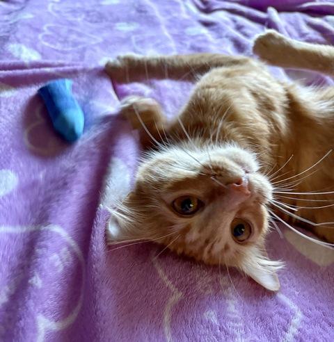 Gigi, a Adoptable Domestic Medium Hair in Portland, OR image 4/5