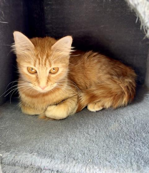 Gigi, a Adoptable Domestic Medium Hair in Portland, OR image 5/5