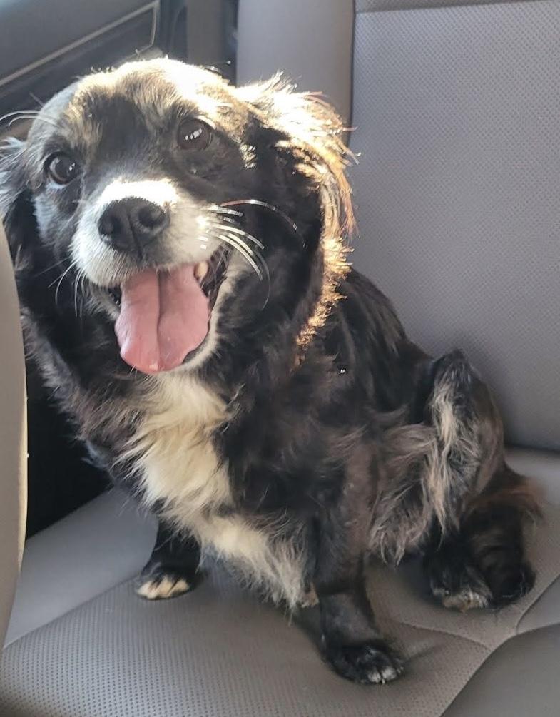 Enlarge Rylee (Sweetest Companion Girl), an adopted mixed breed in Newfoundland, PA image 4/4