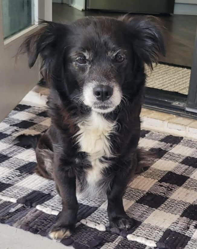 Rylee (Sweetest Companion Girl), adopted, Senior Female Spaniel.