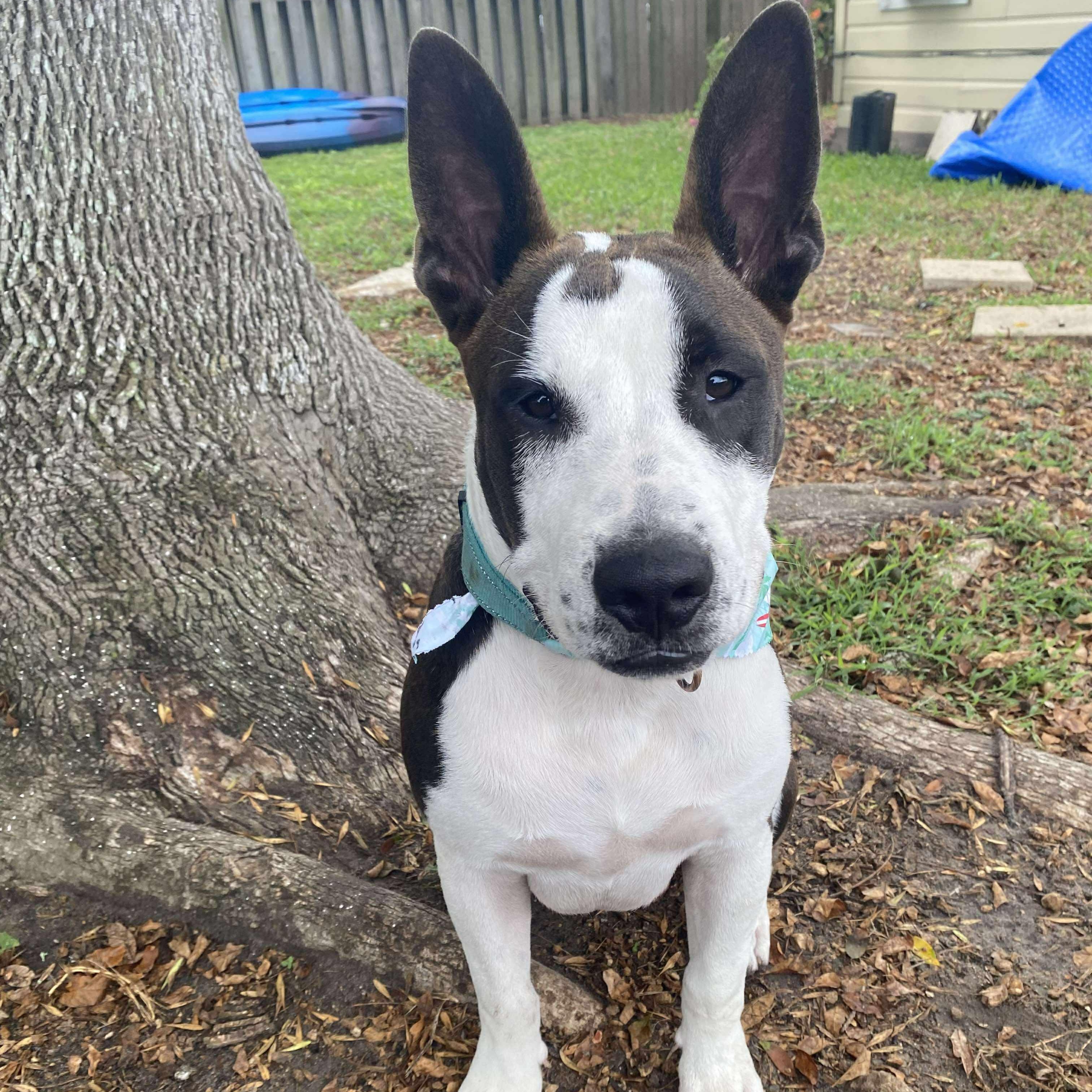 Enlarge Bailey, a Adoptable mixed breed in Fort Lupton, CO image 5/6